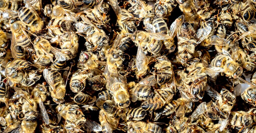 Honey Bee Colony Loss Linked to Pesticides, Parasites and Extreme Weather Across U.S.