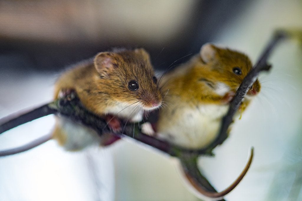 Mad Scientists Say They’ve Created Mice With Two Biological Fathers