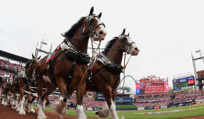 Budweiser Clydesdale Events Canceled as Bud Light Boycott Grows