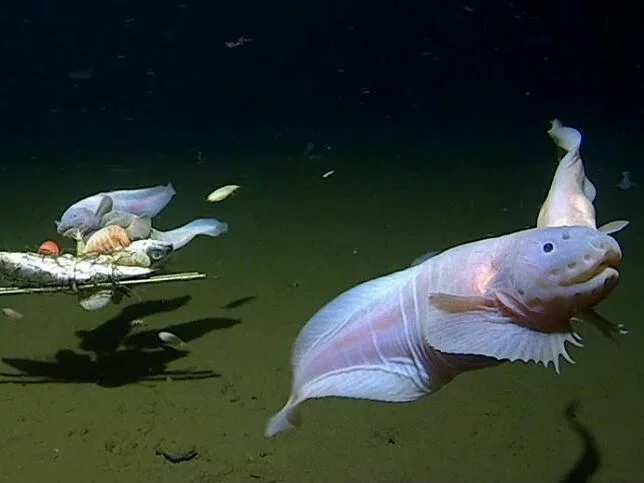 Check out the deepest-swimming fish ever caught on camera