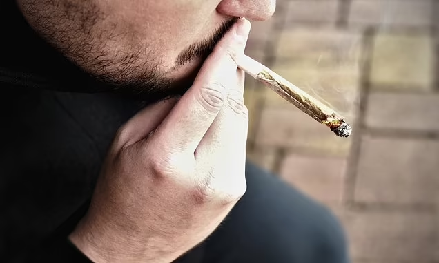 Mental strain: Marijuana may be behind 30 PERCENT of schizophrenia cases in young men, major NIH-funded study suggests
