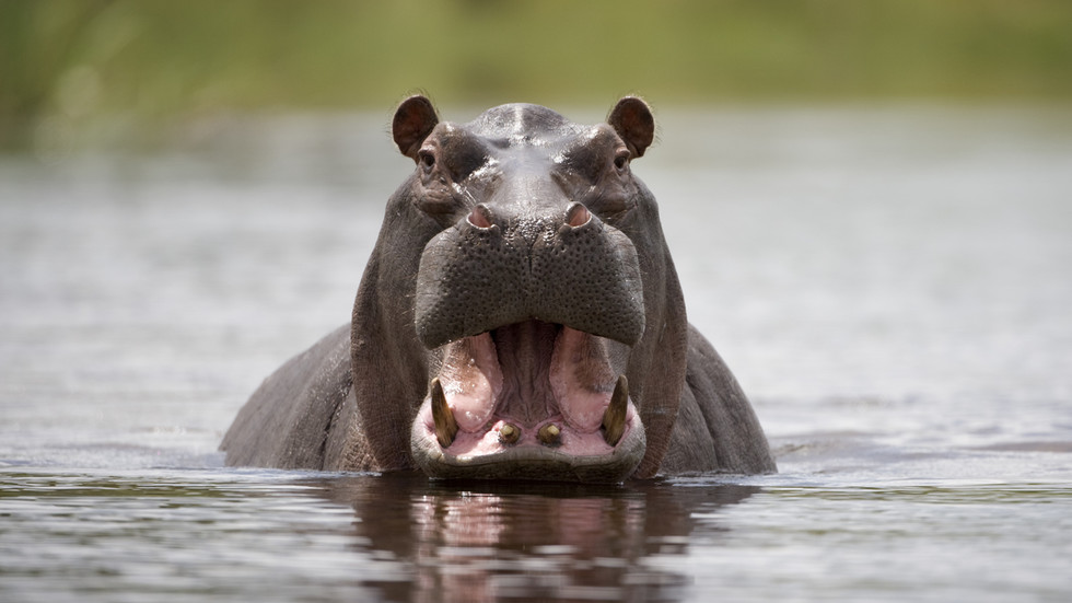 23 people missing after hippo attacks boat in Malawi
