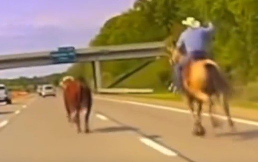Epic Video Shows Cowboy Wrangle Steer On Highway