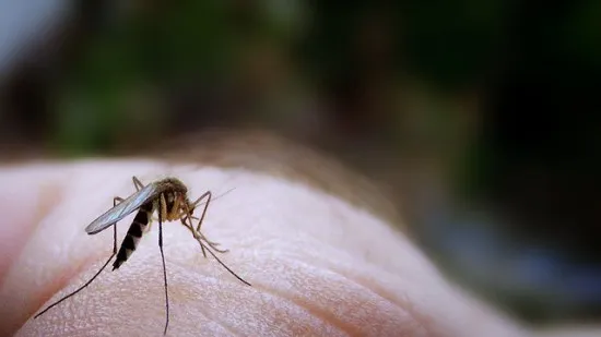 How to get rid of mosquito bites: home remedies you can use to soothe the itch