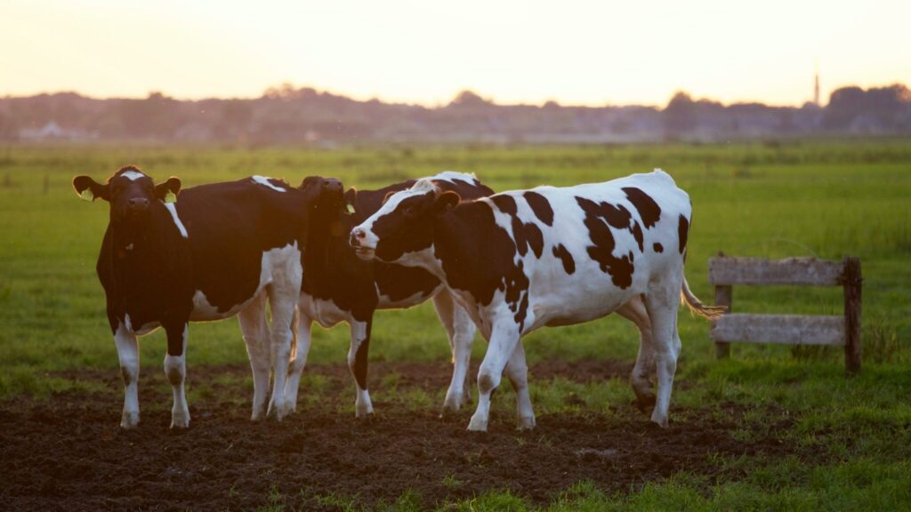Ireland To Slaughter 200,000 Cows…For Climate Change!