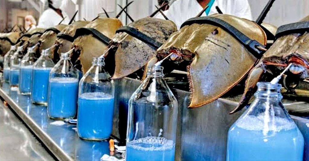 Big Pharma is Bleeding Horseshoe Crabs Dry to Meet Growing Demand for Vaccines