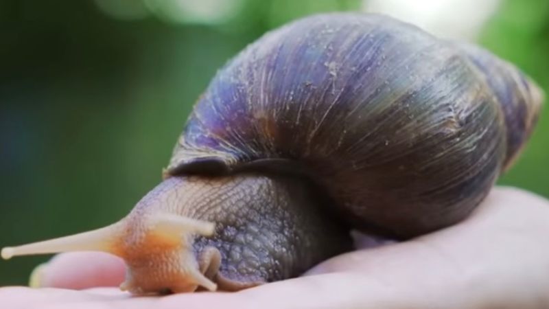 Florida county declares quarantine after African land snail sighting