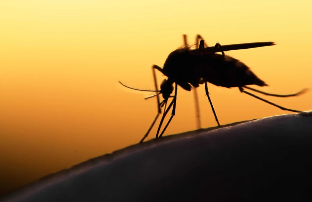 - Scientists tricked mosquitoes into delivering vaccines to humans