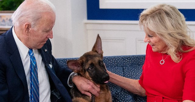 Joe Biden’s Dog ‘Commander’ Has Bitten Secret Service Agents 10 Times in Four Months