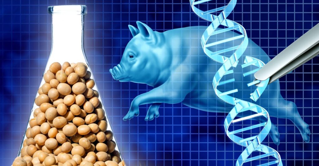 ‘Piggy Sooy’? Deregulation Leads to Gold Rush of Gene-spliced Frankenfoods