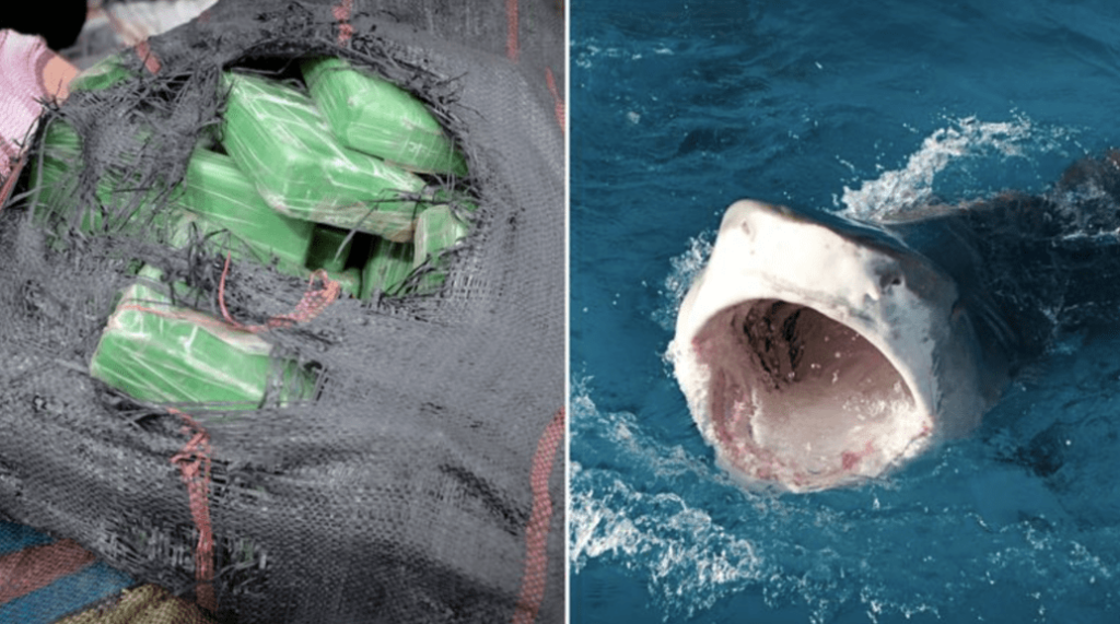 Move Over ‘Cocaine Bear’; Florida’s Cocaine Sharks Are the New Scary Trend, Experts Warn