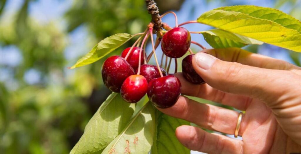 Cherry Picking: Keep It In Context! If You Knew The Scriptures, You Would Be Saying, “Thank You For The Warning”