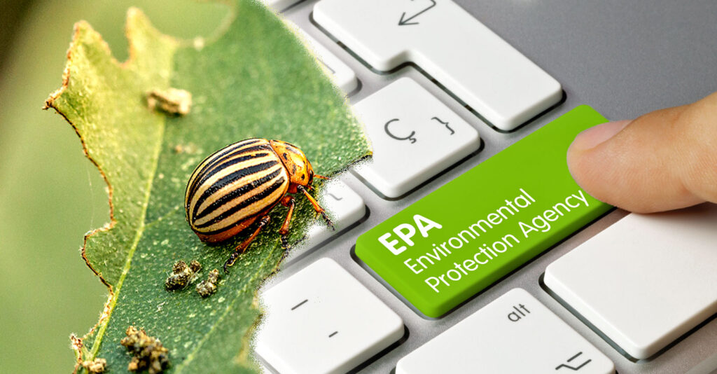 Despite ‘Massive Lack’ of Safety Data, EPA Wants to Approve Biopesticide to Kill Potato Beetles