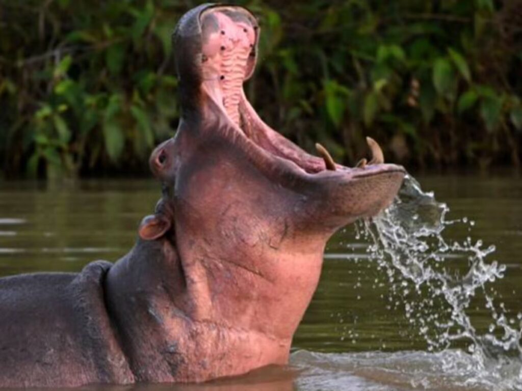 Colombia sterilises first Pablo Escobar hippo. Now it has to find 37 more