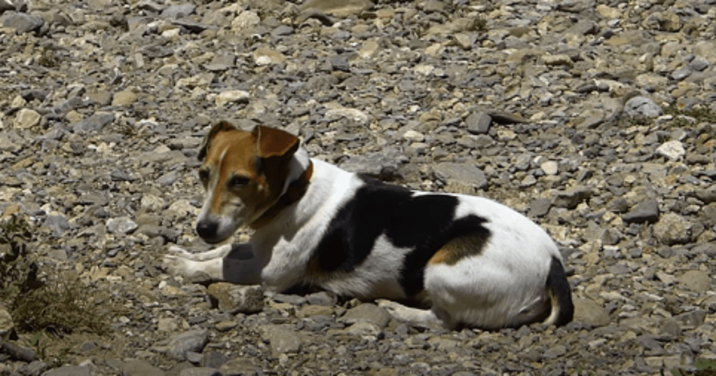 Hiker’s loyal dog found next to his body 2 MONTHS after they went missing in Colorado