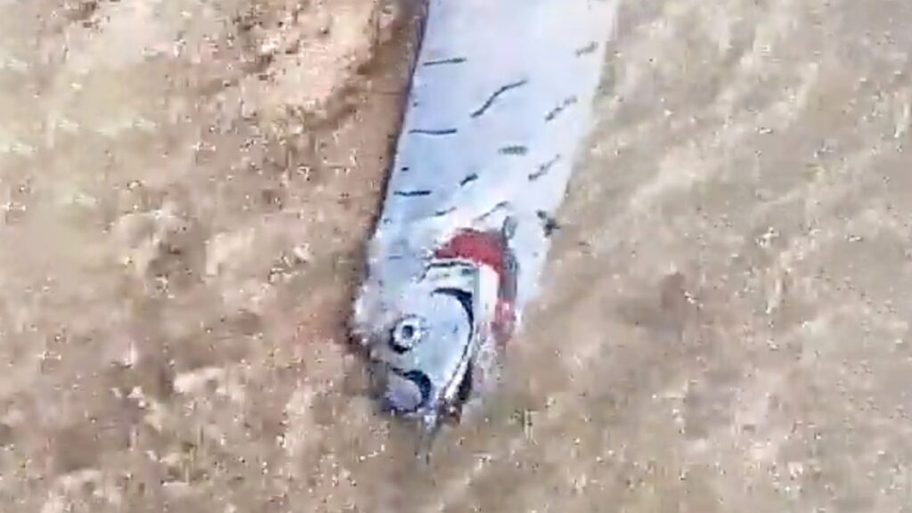 Deep-sea oarfish dubbed ‘harbinger of earthquakes’ washes up on beach in the Dominican Republic near the DEADLY Septentrional-Oriente strike-slip Fault Zone