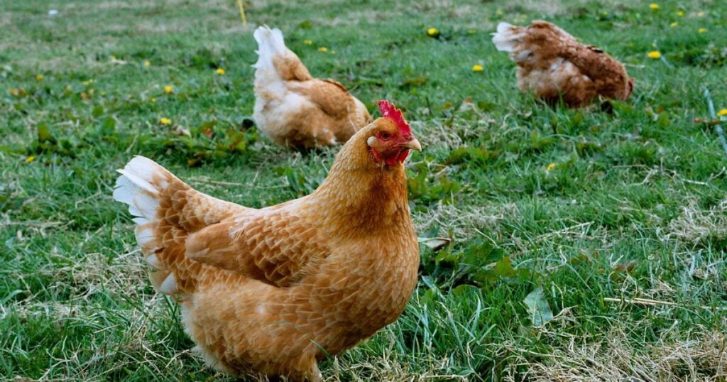 USDA Spends $1 Million Taxpayer Dollars On “Dangerous Bird Flu Experiments” In Project With Chinese Scientists, Report Claims