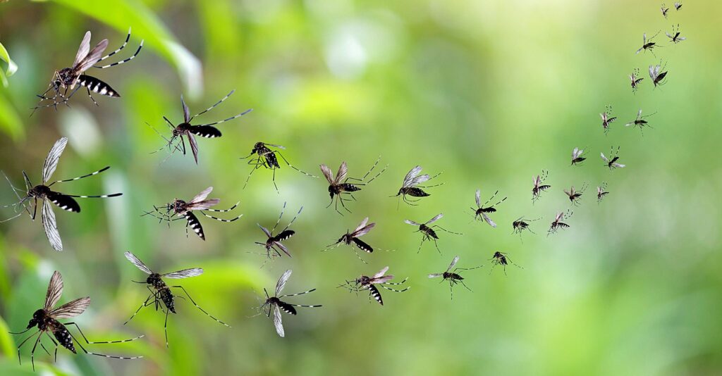 Maui ‘Ground Zero’ for Release of Billions of Biopesticide Lab-Altered Mosquitoes
