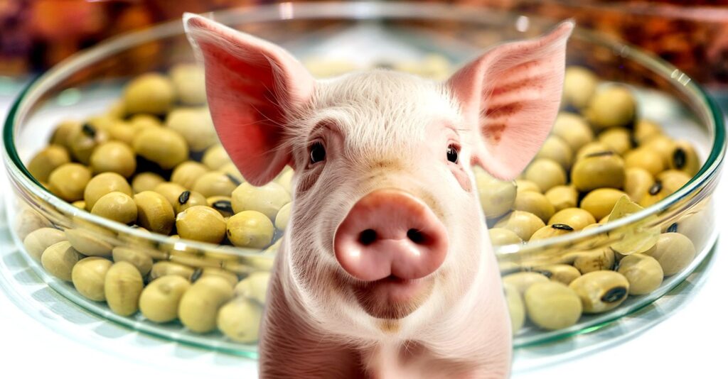 Piggy Sooy? USDA Approves Plan to Genetically Modify Soybeans to Produce ‘Plant-Grown’ Pig Protein