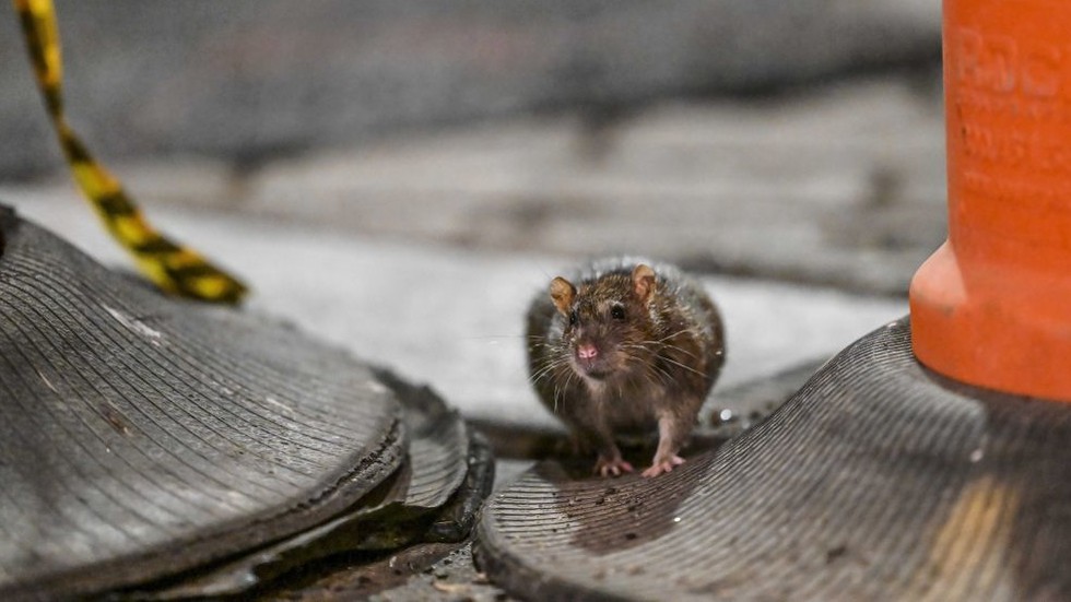 NYC faces major rat urine problem