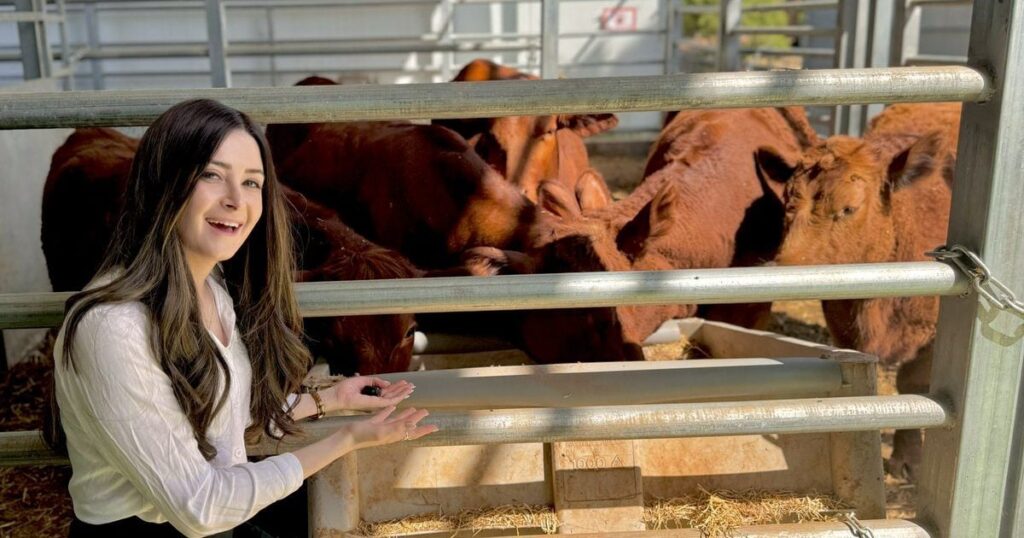 UPDATE: Daily Wire Correspondent Posts New Details On The Red Heifers In Israel