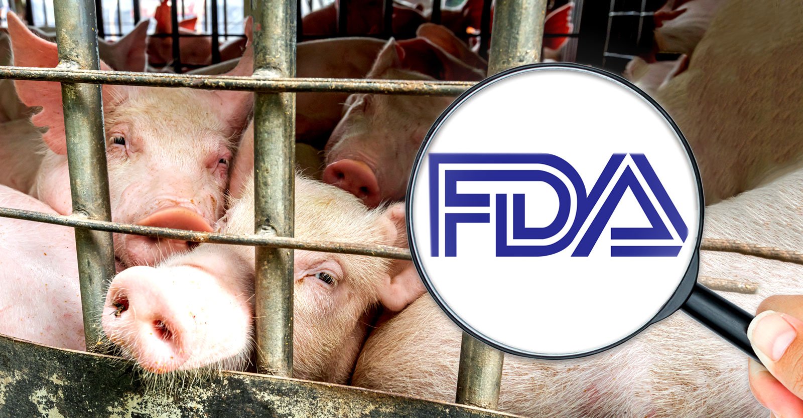 Groups Sue FDA Over Livestock Drug Banned or Restricted Jellyfish.NEWS