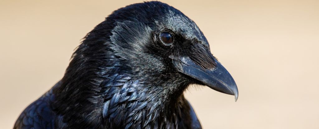 Crows Can Actually Count Out Loud, Amazing New Study Shows