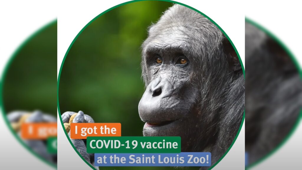 Gorilla At St. Louis Zoo, Where Animals Received Covid Shots, Dies After Suffering Heart Attack