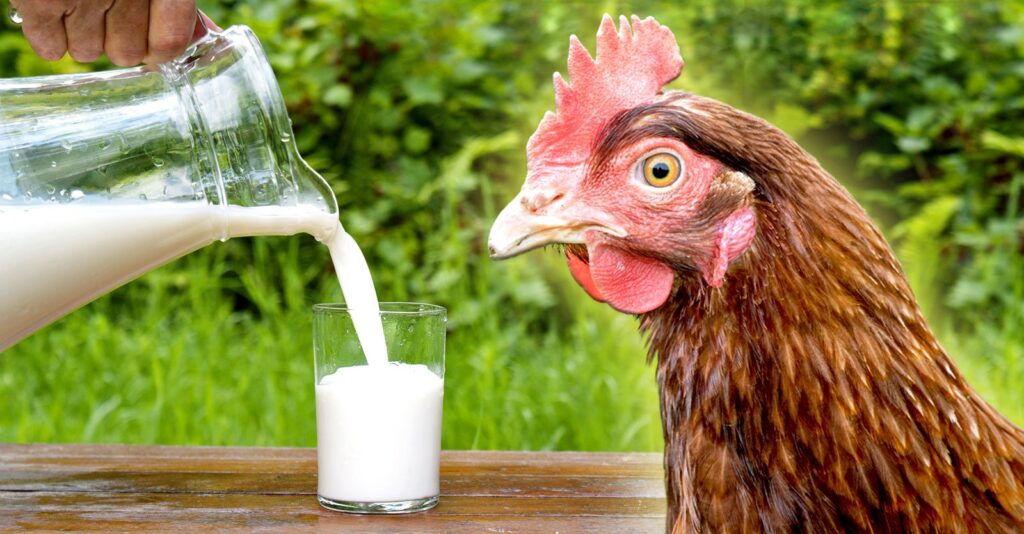 Raw Milk Under Attack Again Amid Bird Flu Fearmongering