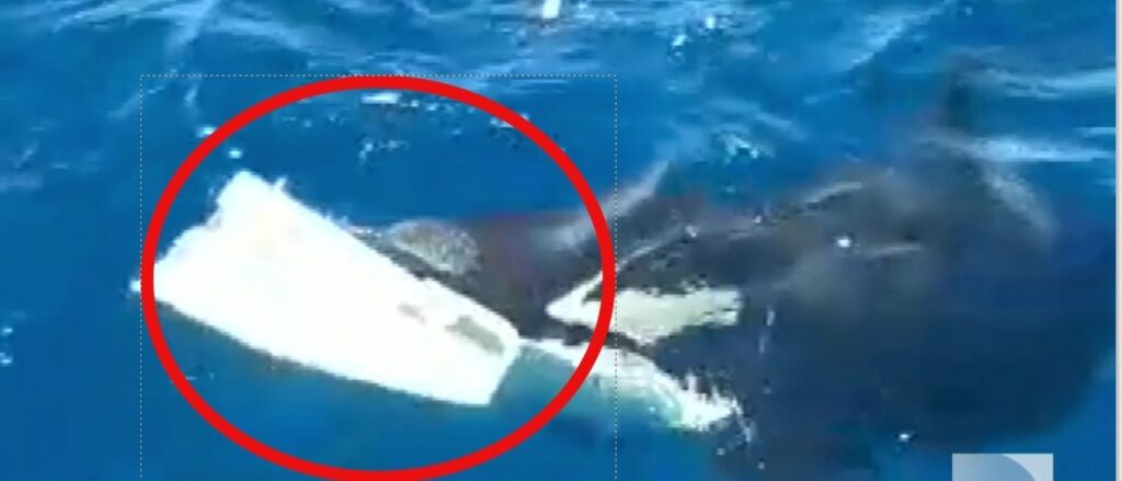 Killer Whales Caught On Camera Attacking And Capsizing 50-Foot Yacht In Strait Of Gibraltar