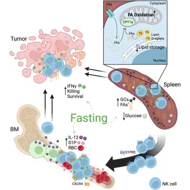New Study Finds Fasting Increases Cancer-Fighting Capabilities Of Natural Killer Cells
