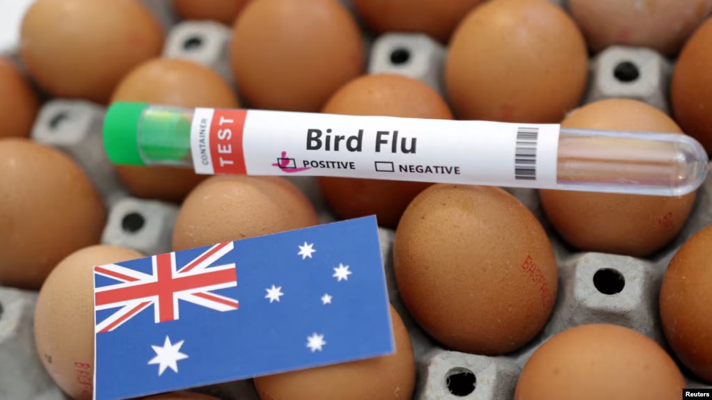 Australia locks down farms as avian influenza spreads