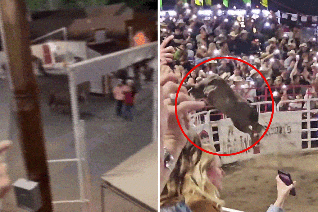 Rodeo bull named Party Bus escapes Oregon arena, tosses woman in red as crowd runs for their lives: video