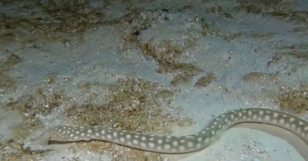 31-Year-Old Man Has Live 2-Foot Eel Removed From Abdomen, Reportedly Shoved Creature Up Backside
