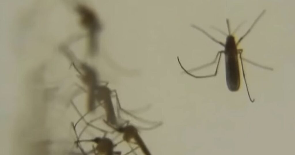 41-Year-Old Reportedly Dies From Mosquito-Borne Illness, ‘Healthy To Brain Dead In One Week’