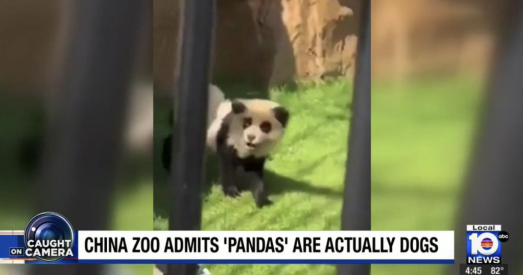 FAKED: Chinese Zoo Admits Pandas Were Actually “Painted Dogs”