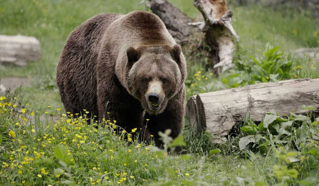 The Government SCREWED Smokey the Bear, and I’m Sick and Tired of Pretending Otherwise!