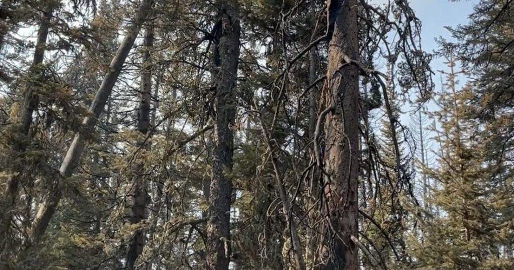 Elk Fire in Wyoming nears 73,000 acres burned, sees 10% containment