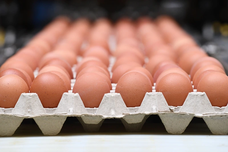 Police: 100,000 Organic Eggs Worth $40,000 Stolen From ‘Back Of A Trailer’ In Pennsylvania