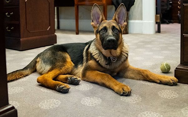 Secret Service confirms 3rd Biden dog attacked agents