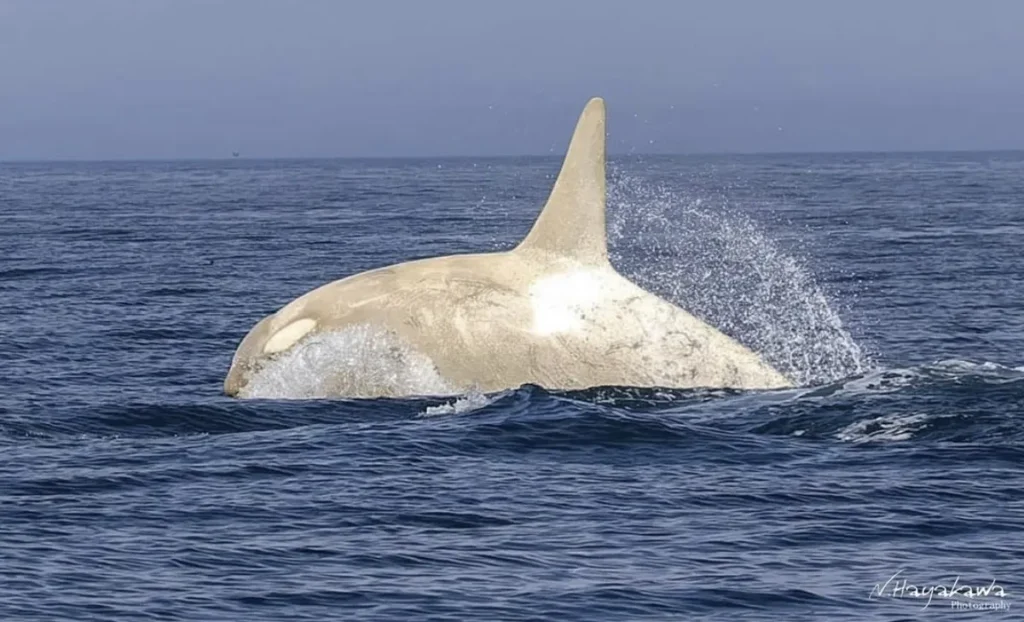 That whale sure looks fake, even if it’s real...
