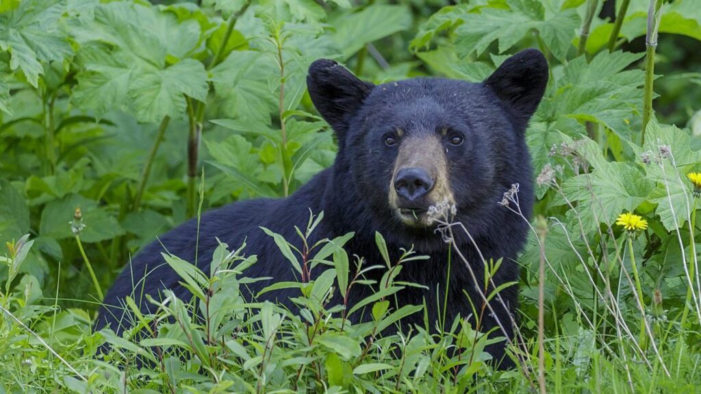 OUTRAGEOUS: Father Arrested for Killing Bear Threatening His Children