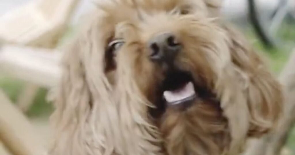 Colorado City Will Limit The Number Of Pets Residents Can Own