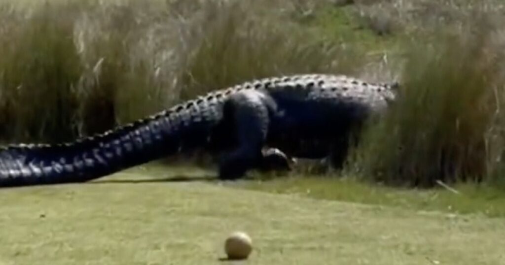 MUST SEE: Massive Alligator Caught On Video At South Carolina Golf Course