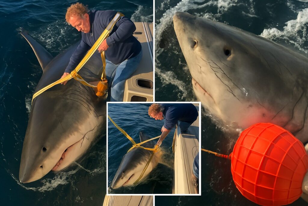 Biggest great white shark ever recorded in Atlantic tracked off North Carolina coast