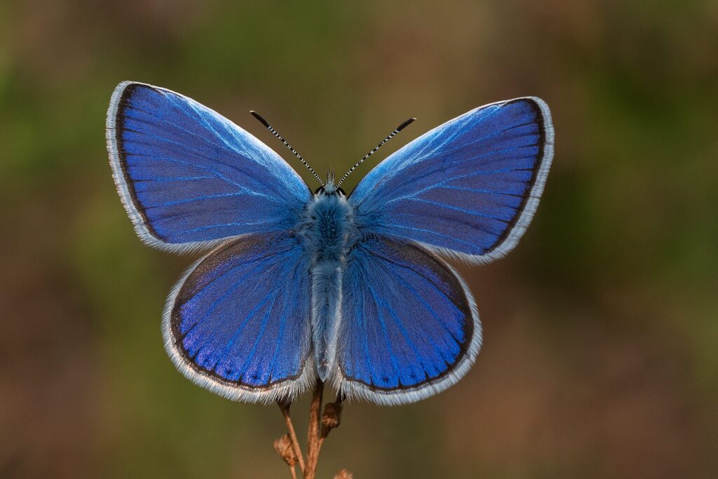 Newly-Discovered Butterfly Species Named After Iryna Zarutska