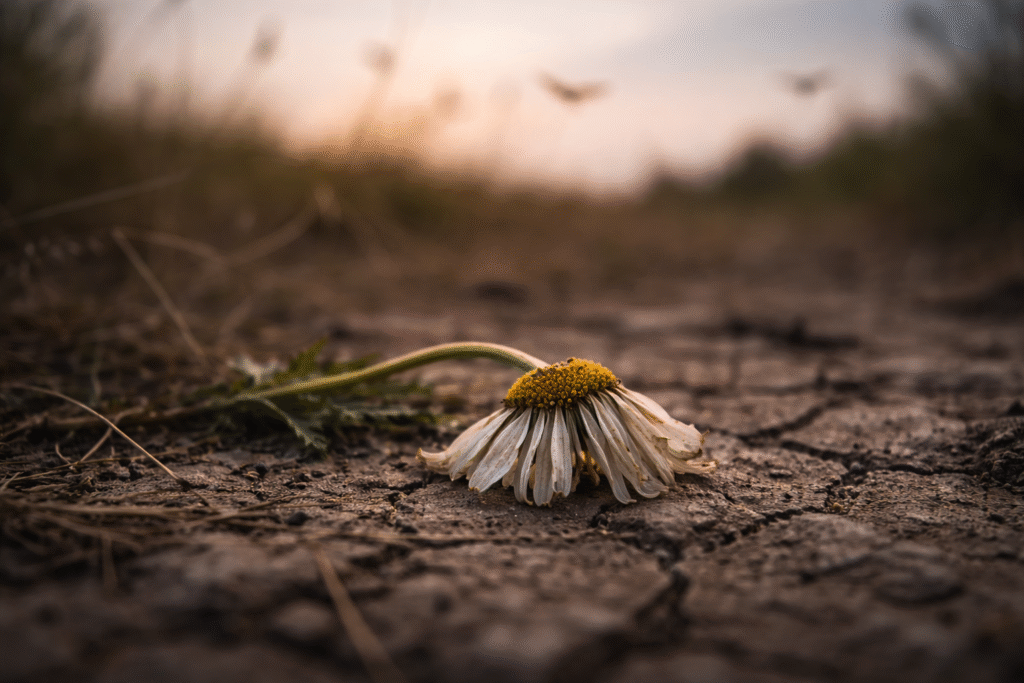 Close-up of a wilted flower on dry, cracked earth with blurred hints of insect wings in the background, symbolizing the decline of insects and ecosystem stress.