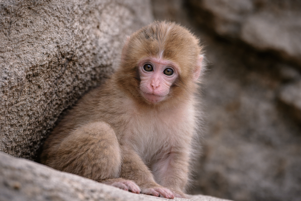 Baby Japanese macaque sitting against a rock surface, looking forward with wide eyes and soft brown fur visible.