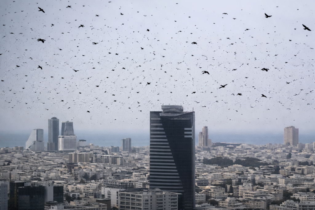 Flock of birds scattered across a grey sky above Tel Aviv skyline, with a tall central tower and dense urban buildings below, creating an ominous atmosphere.